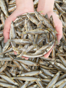 ZHUCHONG | Dried Fish Snacks for Cats 0 Teeth Grinding