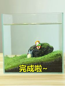 แต่งตู้ปลา เมล็ดพันธ์ุไม้น้ำ ต้นไม้ปลูกในน้ำเมล็ดพันธ์ุ ไม้น้ำ seed พืชไม้น้ำ ดินปลูกต้นไม้น้ำ ดินใส่ตู้ปลา