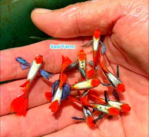 GUPPY DUMBO BIG EAR TUXEDO KOI HIGH GRADE ( RARE)