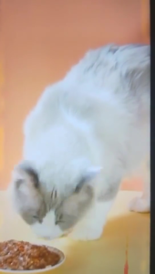 Liebao Cat Food 80g Tersedia 4 rasa Tuna/Whitebait/Ayam/Crab/Carrot Makanan kucing wet food kitten pouch Makanan kucing basah Makanan ringan hewan