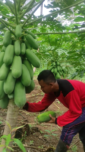 Benih Pepaya Calina IPB-9 ( isi 250 ) Bibit California Standat mutu