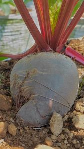 Buah Bit Root Fresh 2 kg Termurah