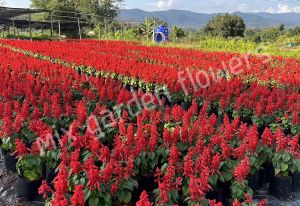 เมล็ดพันธุ์ซัลเวีย สีแดง