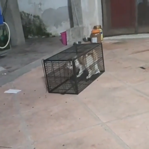Full-Automatic Cat Trap cat trap catcher cat house cage Cage kulungan ng pusa Cat Scratching Cage Automatic Handy Tool Trap Catching Rescue Cage rat cage large animal trap cage