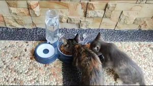 Tempat Makan dan Minum Hewan Peliharaan Kucing Anjing