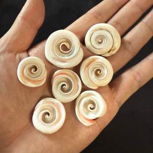 เปลือกหอยสังข์เจาะ 50g HK สำหรับทำจี้และงานฝีมือเปลือกหอย