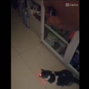 Đồ chơi đèn Lazer cho chó mèo