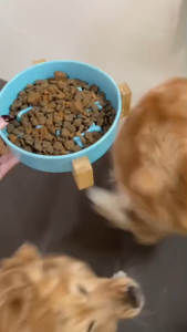 Dr. Shiba รวม 5 สูตร Happy Tummy Jolly Joints Silky Fur Pro Immune Peaceful Paws (5 สูตร 5 กระป๋อง Bundle Pack)