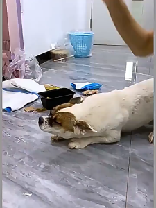 Pet Mainan anjing kucing Dog Training Stick / Tongkat Disiplin Hewan Peliharaan Anjing / Tongkat Pelatihan Hewan Peliharaan Anjing