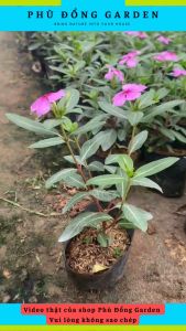 Hoa Dừa Cạn Ta cao 15cm cho hoa quanh năm cực đẹp | Lỗi 1 đổi 1 Hoa thảm thu hút ánh nhìntrang trí ban công sân vườn