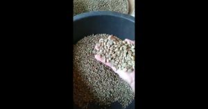 PRESO Kopi Arabika Gayo Lanang - Jantan - Peaberry 200 Gram