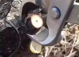 Kìm cạp bonsai cạp tròn xéo làm cành