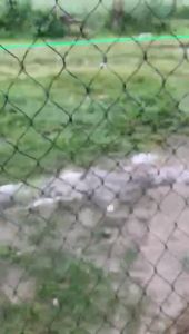 Jaring Pagar Ayam ukuran 25x15 Meter Lubang 2x2cm bisa untuk pagar ayam jaring kandang ayam dan pagar tanaman Tebal Benang 0.75Mm Dan 1Mm - Lazada