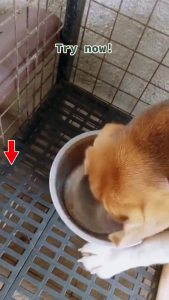 1kg Aozi Pure Organic Lamb Apple Dog Aozi Dog All Stages Adult Puppy Pet Dry Food Stronger Immunity