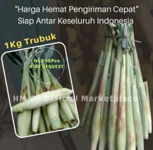 Trubuk & Bibitnya 1Kg Fresh Murah JAMINAN UANG KEMBALI Jika Produk Mengecewakan Trubus Telur Tebu Bibit stek Siap Tanam Termurah Sayuran Langka 1 Ikat 1000gr Tebundo Terubuk Turubuk Sunda Indonesia Telor Tiwu Segar Menu Sehat Endog Tebu Panen Dadakan