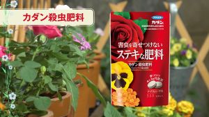 Kadan ปุ๋ยและยากำจัดแมลง ละลายช้า 3 เดือน ป้องกันแมลง และบำรุงพืช ขนาด 120g นำเข้าจากญี่ปุ่น
