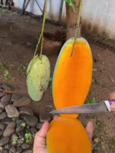 Bibit Mangga Golek India Super Manis Cepat Berbuah