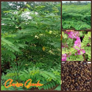 BIJI/BENIH INDIGOFERA SUPER (TANAMAN PAKAN TERNAK)