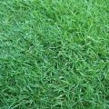 rumput jepang/rumput taman rumput peking Uk 100cm x 50cm. 