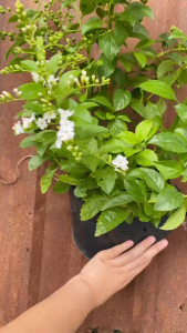 Cây Hoa Chuỗi Ngọc Trắng - Tổng thể tầm 40-50 cm - Cây hoa trắng - Cây hoa hoặc sắp cho hoa!