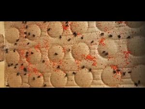 ผงไข่เน่า - ดักแมลงวัน ทรงพลัง ยากำจัดแมลงวัน, ผงกำจัดแมลงวัน, ผงฆ่าแมลงวัน, ผงไข่เน่