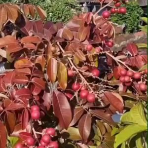 Bibit Kelengkeng Merah Ruby Longan / Kelengkeng Merah OKULASI Super Murah