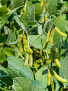 เซียนถั่ว โปรซื้อ 1 ลิตร แถม 1 ลิตร  บำรุงต้น ช่วยให้โตเร็ว ออกดอก ติดผลดก ฝักใหญ่ ยาว เมล็ดโต แก้ใบเหลือง ต้นไม่โต ราคาพิเศษเฉพาะเดือนนี้เท่านั้น 770 บาท !!