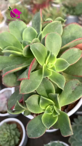 Sen đá AEO Ba Màu size Trung 8 cm cây khỏe già vượt size