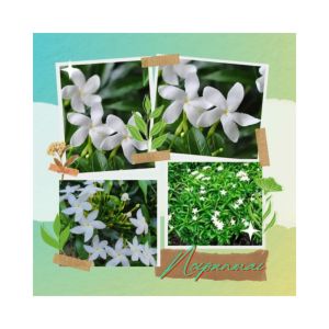 ต้นพุดศุภโชค กระถาง 6 นิ้ว(ส่งพร้อมกระถาง)