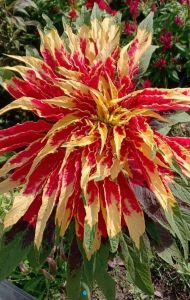 เมล็ดพันธุ์เงาะถอดรูป ใช้ปลูกประดับบรรจุชุดละ50เมล็ด