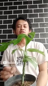 tanaman hias monstera rhaphidophora pertusa plant tanaman indoor