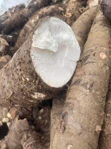 Củ bạc hà núi lâu năm hàng tuyển 5kg