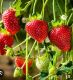 STRAWBERRY TREE PH.