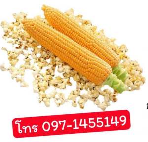 เมล็ดพันธุ์ข้าวโพดป๊อปคอร์น บรรจุ45-50เมล็ด
