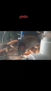 Phá.o hoa đốm vàng Indo