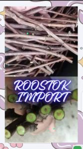 PAKET ROOSTOK IMPORT SO4 DAN PAKET 3 VARIAN RS IMPORT RUGERY 140 FREEDOM DAN SO4