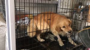 Găng tay bắt thú cưng bò sát chống cắn gồm 2 chiếc trái phải (mẫu mới) - Hara Pet Store