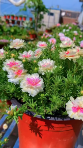 Bộ 20 cành hoa 10h cánh kép mix màu - rất dễ trồng bằng cành và cho kết quả nhanh hơn gieo hạt