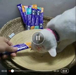 Cat Stick & Cat Treat Ishtar High Vitamin Premium All Flavour [Fresh New Stock]