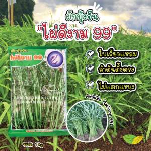 ผักบุ้งใบเรียว🌱 #ไผ่ดีงาม99🌱🌱 โตไว ใบสวย ไม่มีหนาม ไม่ออกแขนง อายุเก็บเกี่ยว 20-25วันได้ขาย 🎋ขนาด1kg