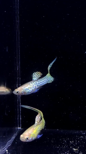 (12.12 Buy 1 Pair Free 1 Pair) Yellow Snakeskin Top Sword Endler / Guppy / Guppies