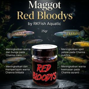 Maggot Red Bloodys Super RKFish Aquatic Channa Maru Auranti Limbata Pulchra