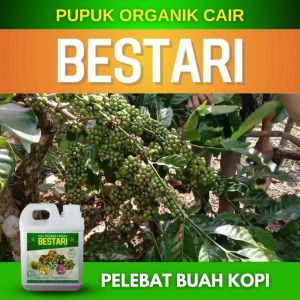 Pupuk Pelebat Buah Kopi / Pupuk Kopi Agar Berbuah Lebat / Pupuk Penyubur Daun dan Buah Kopi Lebat