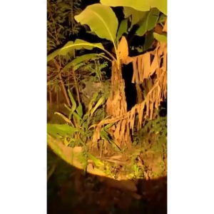 Senter Kepala Zoom 2 Cahaya Kuning Dan Putih KISEKI CK-ZOOM 12DL & 13DL 300Watt & 250Watt Tahan 18 Jam Baterai Cas Isi Ulang 7800mAh Waterproof Anti Air | Headlamp LED Super Terang Senter Ori Kiseki/Senter Super Terang/Senter Tahan Lama | Gallery Audio