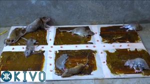 Keo Dính Chuột Siêu Dính ĐẠT PHONG-Tấm Keo Bắt Chuột CỐNG TO Hàng VIỆT-Keo Dính Chuột Và Côn Trùng -  KIVO