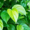 daun sirih ketemu ruas 10 lembar segar. 