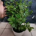 tanaman hidup daun bidara arab asli. 