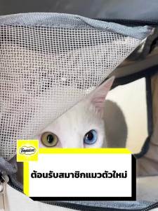 string(74) "TEMPTATIONS เทมเทชันส์ ขนมแมว - 48 กล้อง ครีมมี่ เพอเร่ ขนมแมวเลีย