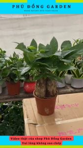 Cây Kim Ngân 3 thân để bàn mang lại may mắn tài lộc tạo không gian xanh | Trang trí bàn làm việc