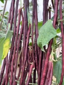 RED SITAO SEEDS (20 Seeds) - Long Red Variety